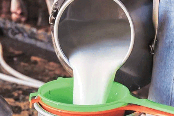 bulk milk cooler for private dairies